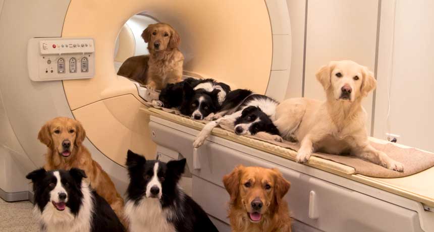 dogs σκύλος αγάπη MRI μαγνητικός Δρ Καραγιάννης Dr Karagiannis vet veterinarian κτηνίατρος